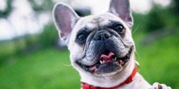 Cachorros em Apartamento: Dicas, Raças e Direitos do Condômino