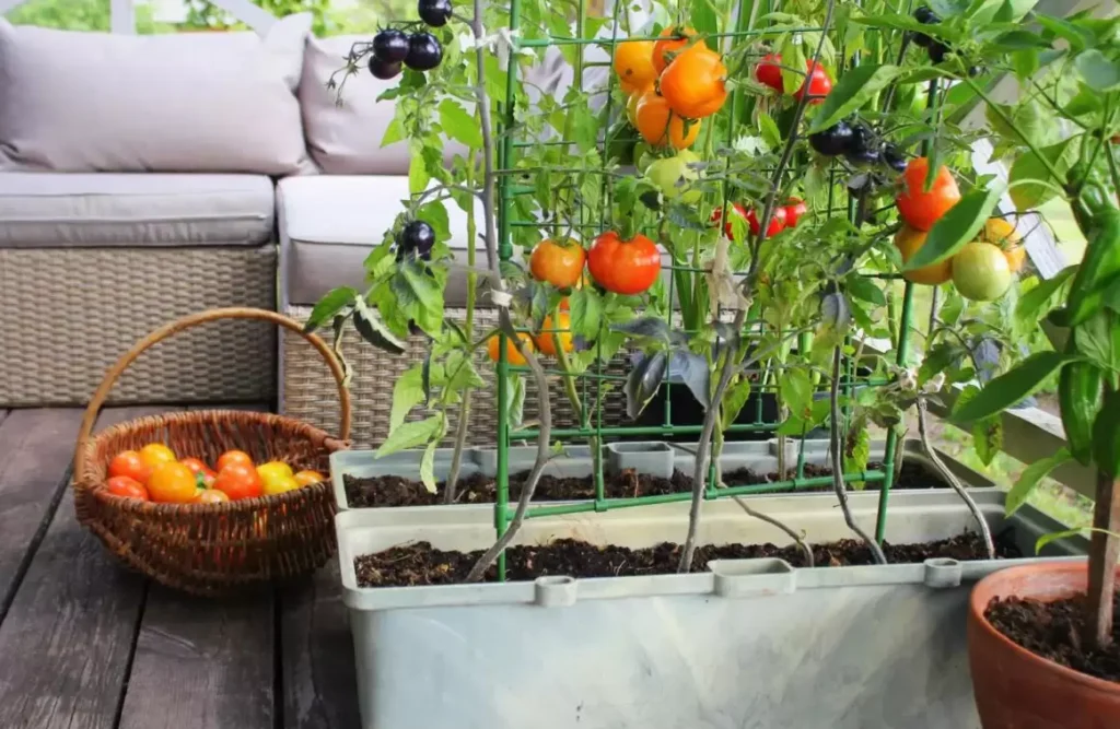 Onde plantar horta em apartamento?